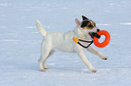 junger Jack Russell Terrier spielt im Schnee