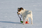 junger Jack Russell Terrier im Schnee