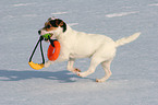 junger Jack Russell Terrier spielt im Schnee