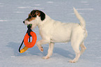 junger Jack Russell Terrier spielt im Schnee