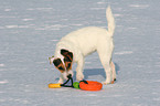 junger Jack Russell Terrier im Schnee