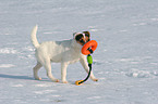 junger Jack Russell Terrier spielt im Schnee