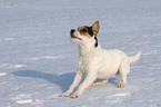 junger Jack Russell Terrier im Schnee
