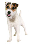 stehender junger Jack Russell Terrier