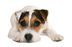 liegender junger Jack Russell Terrier