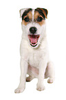 ghnender junger Jack Russell Terrier