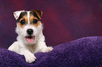 junger Jack Russell Terrier