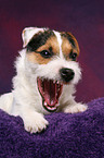 ghnender junger Jack Russell Terrier
