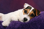 ser junger Jack Russell Terrier