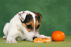 schnuppernder junger Jack Russell Terrier