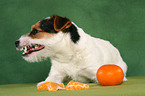 fressender Jack Russell Terrier