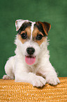 junger Jack Russell Terrier