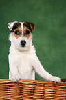 junger Jack Russell Terrier in Krbchen