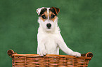 junger Jack Russell Terrier in Krbchen