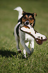 rennender Jack Russell Terrier