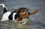 badender Jack Russell Terrier