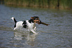 rennender Jack Russell Terrier