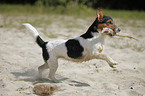 rennender Jack Russell Terrier