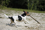 rennender Jack Russell Terrier