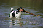 Jack Russell Terrier