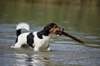 Jack Russell Terrier