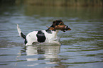 Jack Russell Terrier