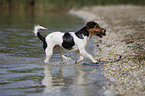 rennender Jack Russell Terrier