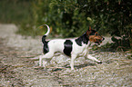 rennender Jack Russell Terrier