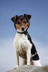 stehender Jack Russell Terrier