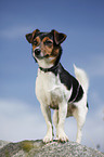 stehender Jack Russell Terrier