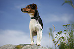 stehender Jack Russell Terrier