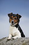 liegender Jack Russell Terrier