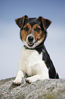 liegender Jack Russell Terrier