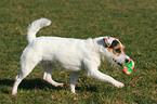 spielender Jack Russell Terrier