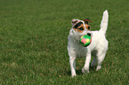 spielender Jack Russell Terrier