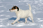 laufender Jack Russell Terrier