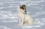 sitzender Jack Russell Terrier im Schnee