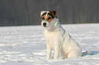 sitzender Jack Russell Terrier im Schnee