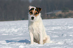sitzender Jack Russell Terrier