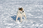 stehender Jack Russell Terrier im Schnee