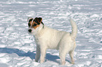 stehender Jack Russell Terrier im Schnee