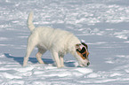 schnuppernder Jack Russell Terrier im Schnee