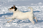 rennender Jack Russell Terrier im Schnee