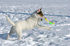 spielender Jack Russell Terrier im Schnee