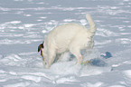 buddelnder Jack Russell Terrier im Schnee