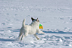 spielender Jack Russell Terrier im Schnee