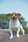 Jack Russell Terrier auf Pferdercken