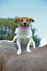 Jack Russell Terrier auf Pferdercken