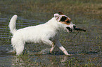 spielender Jack Russell Terrier