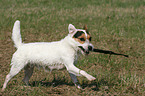 spielender Jack Russell Terrier